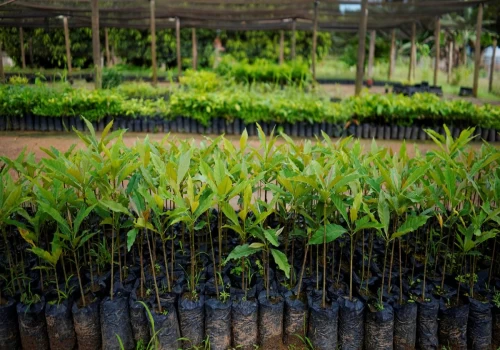 10,000 saplings planted in AGI Infra's CSR afforestation project