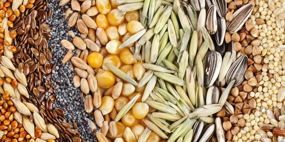 Seeds are the foundation of India’s food security and nutrition: says Rana Seeds are the foundation of India’s food security and nutrition: says Rana