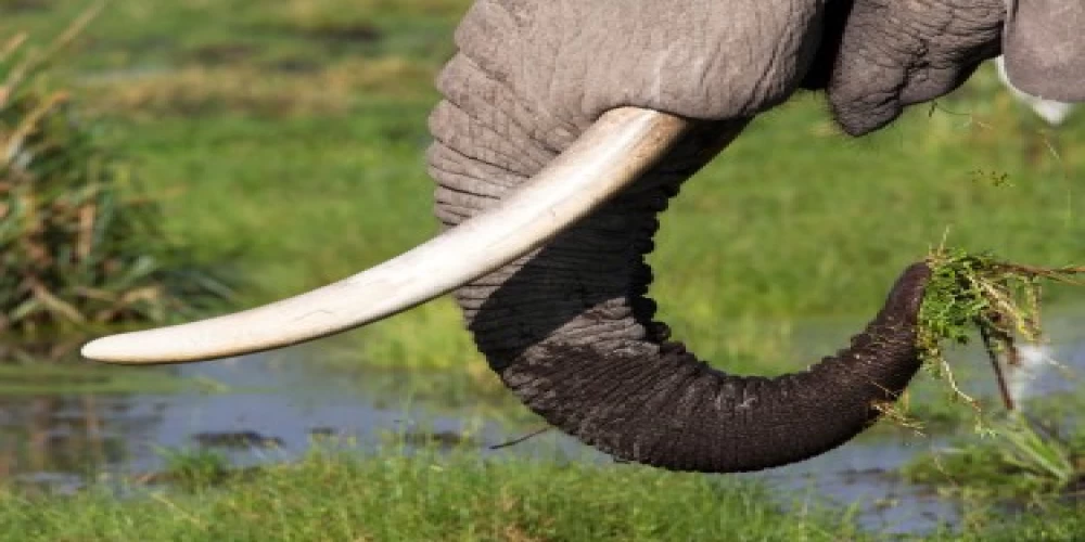 DRI intercepts illegal elephant tusk trade in Bengaluru, seven arrested DRI intercepts illegal elephant tusk trade in Bengaluru, seven arrested