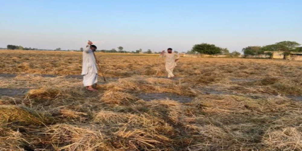 Punjab scripts historic experiment, with no stubble burning on 14000 acres farmland Punjab scripts historic experiment, with no stubble burning on 14000 acres farmland