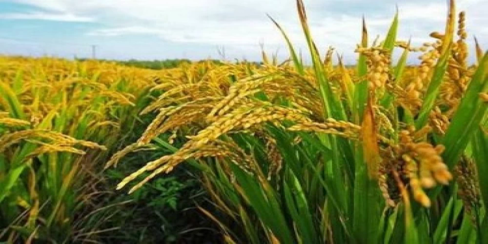 Telangana Logs a Milestone in Crop Acreage Telangana Logs a Milestone in Crop Acreage