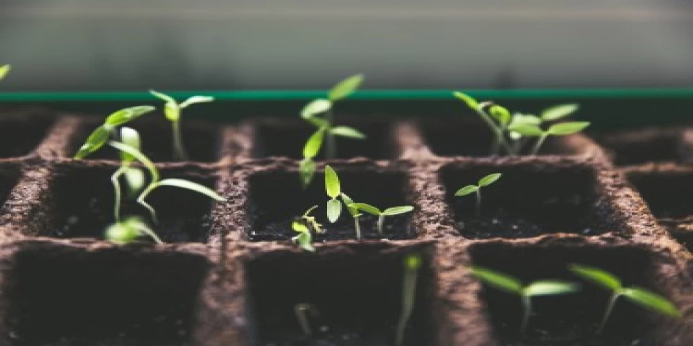 Horticulture boost to employment generation in Meghalaya Horticulture boost to employment generation in Meghalaya