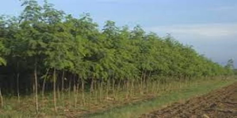 Only One Earth: An initiative by Cosmo Foundation, planted more than 15,000 trees Only One Earth: An initiative by Cosmo Foundation, planted more than 15,000 trees