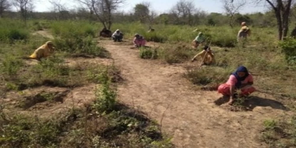 Ambuja Foundation partners with NABARD to implement Bari Watershed Development Project in Ropar Ambuja Foundation partners with NABARD to implement Bari Watershed Development Project in Ropar