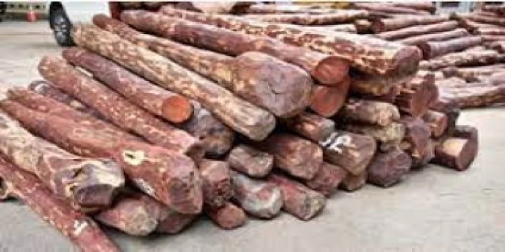 DRI & Customs seize 10,230 kg of red sandalwood worth Rs 6 cr DRI & Customs seize 10,230 kg of red sandalwood worth Rs 6 cr
