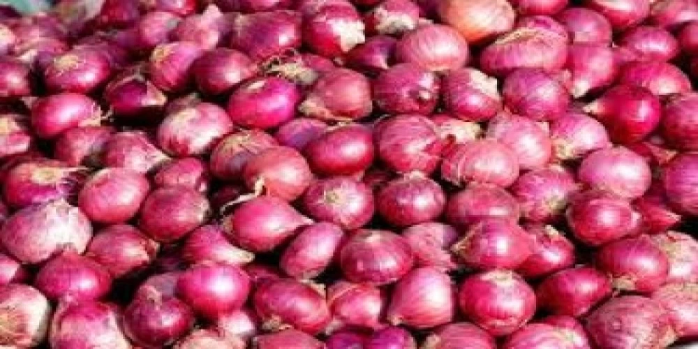 NAFED to begin procurement of Kharif onion in Gujarat NAFED to begin procurement of Kharif onion in Gujarat
