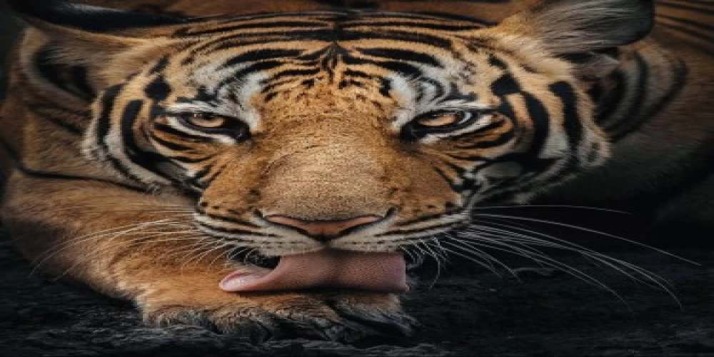 Srinivasan Services Trust donates Rs 20 mn for tiger conservation Srinivasan Services Trust donates Rs 20 mn for tiger conservation