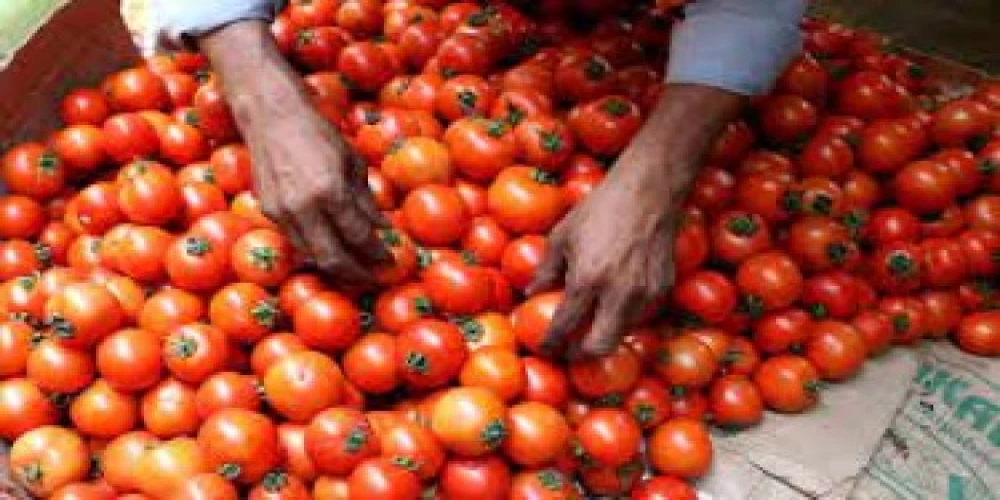 Centre slashes tomato prices to Rs. 70 per kg, bringing relief to consumers Centre slashes tomato prices to Rs. 70 per kg, bringing relief to consumers