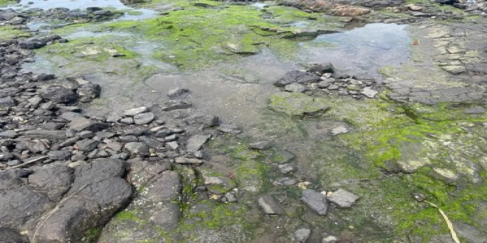 No damage due to oil spill near Uran: ONGC No damage due to oil spill near Uran: ONGC