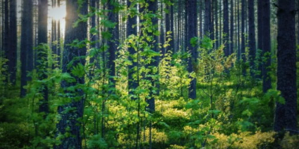 India highlights forest conservation initiatives at the 19th session of the United Nations Forum on forests India highlights forest conservation initiatives at the 19th session of the United Nations Forum on forests