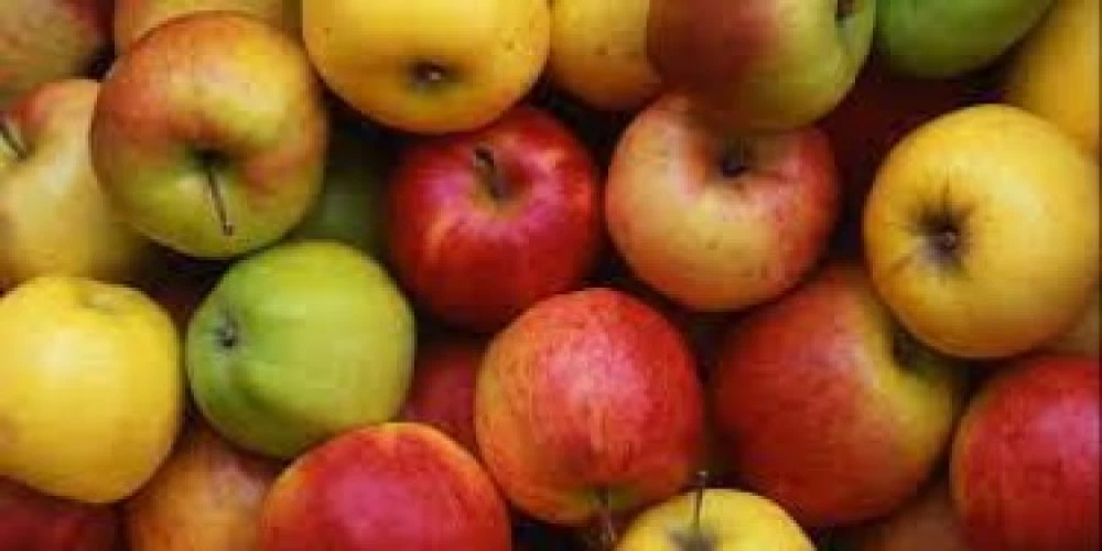 Waves of transformation through apple farming in North-East Region Waves of transformation through apple farming in North-East Region