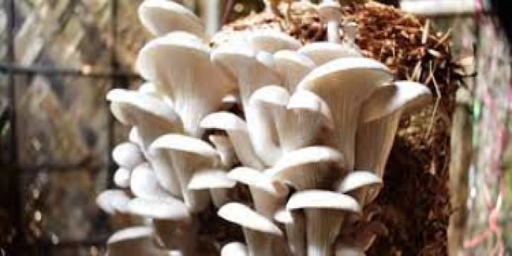 Skill development training helping women of North-East to earn their livelihood through mushroom cultivation Skill development training helping women of North-East to earn their livelihood through mushroom cultivation