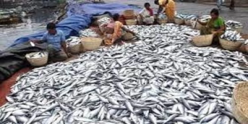 Andhra Pradesh devises plans to boost fish consumption Andhra Pradesh devises plans to boost fish consumption