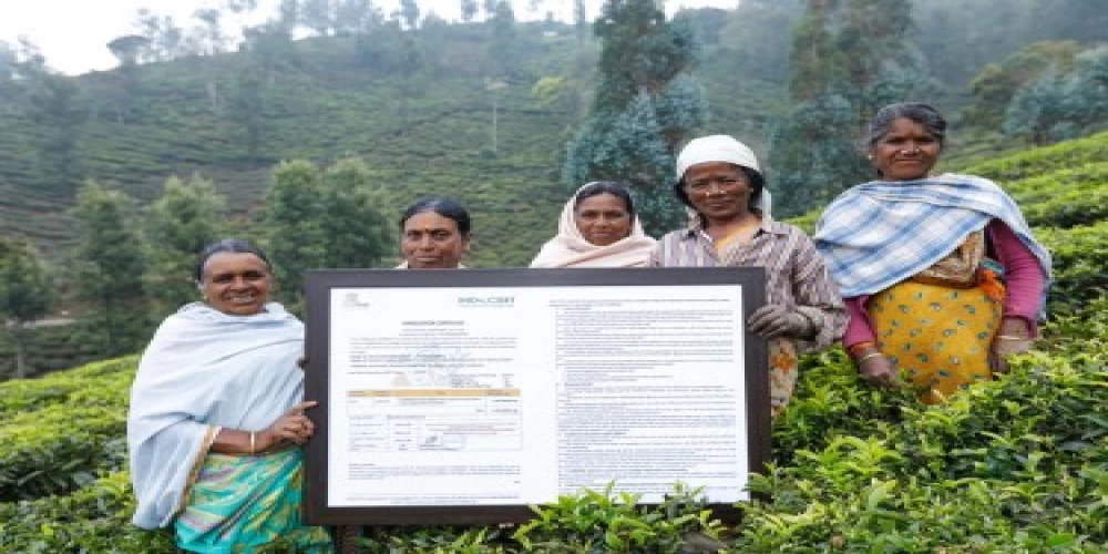 IAS officer Supriya Sahu rejuvenates cooperative movement in Coonoor tea plantations IAS officer Supriya Sahu rejuvenates cooperative movement in Coonoor tea plantations