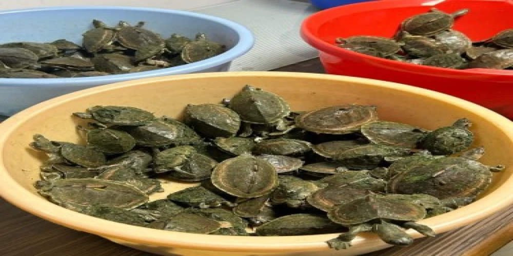 DRI rescues 679 Gangetic turtles in anti-trafficking operation DRI rescues 679 Gangetic turtles in anti-trafficking operation