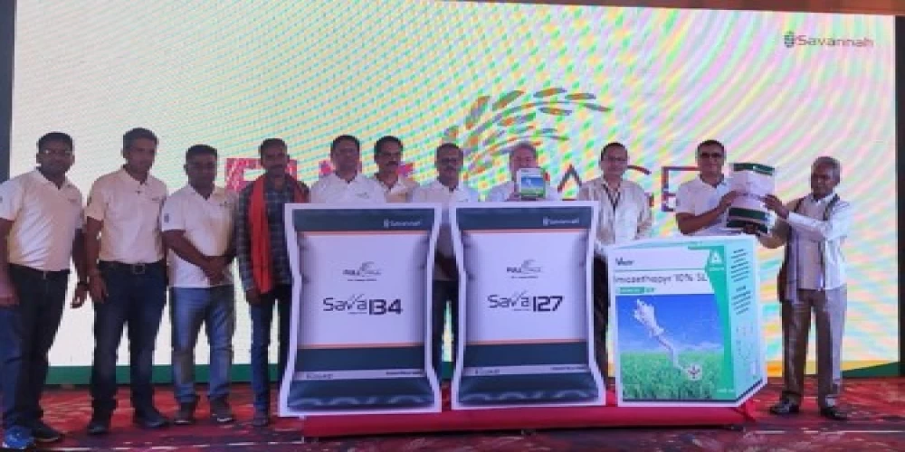 Chhattisgarh rice growers get pioneering technology solution to help address wild rice challenge Chhattisgarh rice growers get pioneering technology solution to help address wild rice challenge