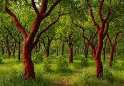 NBA releases ₹29.40 lakh to Odisha for Red Sanders conservation