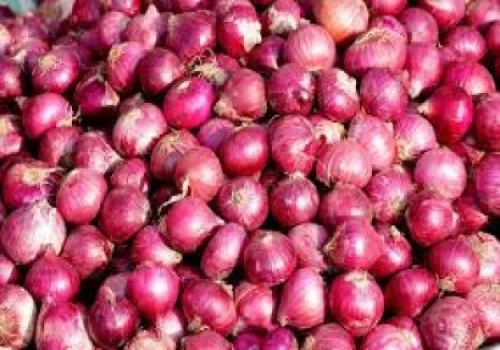 NAFED to begin procurement of Kharif onion in Gujarat