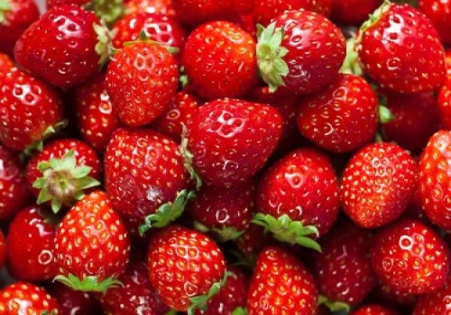 Juicy and tempting strawberries of Aurangabad are making farmer's life sweet