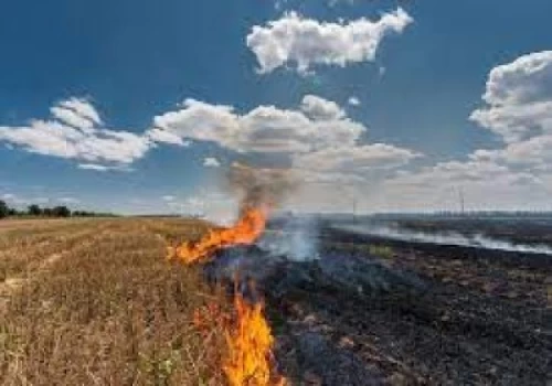 Significant reduction in paddy crop residue burning: Centre