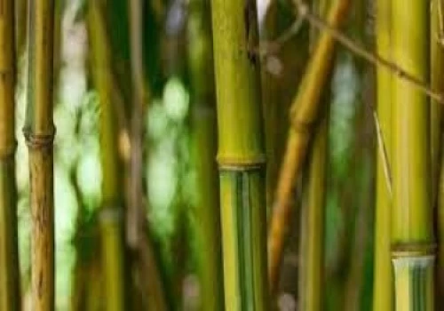 Advisory group formed for boosting the bamboo sector development