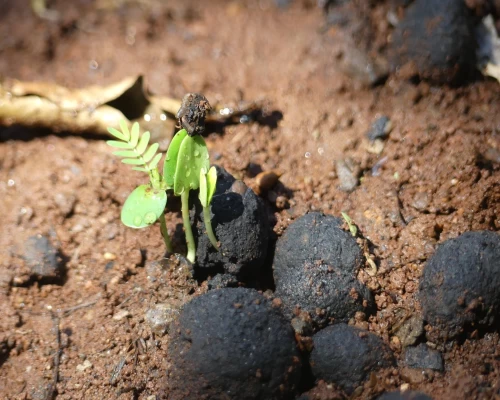 Infosys employees produce over 200,000 seedballs for reforestation projects across India