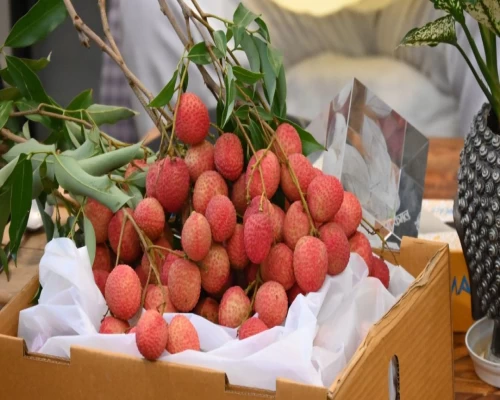 Doon Valley lychee opens European market with Italy shipment