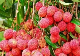 Doon Valley lychee opens European market with Italy shipment