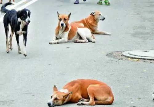Indian Immunologicals pledges 5 lakh vaccine doses to curb rabies among free roaming dogs