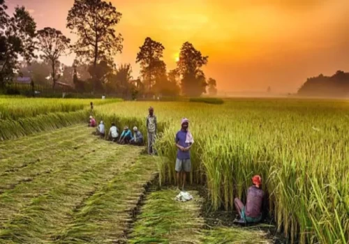 India overtakes China to become world’s top rice producer