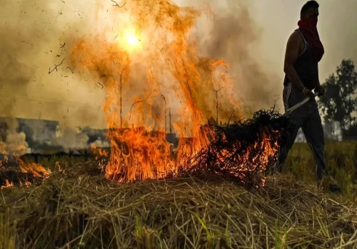 Farm fire numbers drop sharply as 2025 paddy season ends in Punjab and Haryana