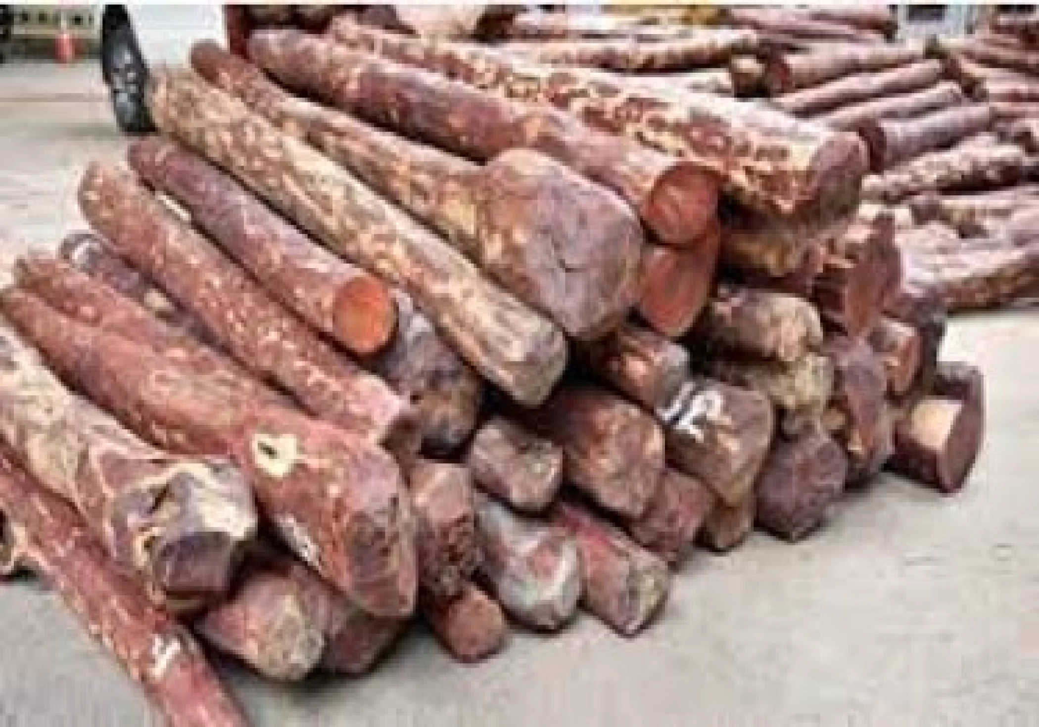 DRI & Customs seize 10,230 kg of red sandalwood worth Rs 6 cr